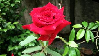 娇咬玫瑰,探寻爱情中的甜蜜与苦涩